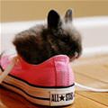 Cute Sneaker Bunny