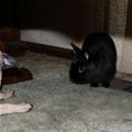 Dog And Bunny Playing