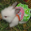 Dressed Up Bunny