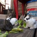Every Bunny Sharing