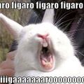 Figaroooo