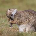 Fixing My Ear