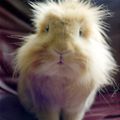 Fuzzy
