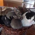 Gang Attack