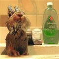 Getting A Bath