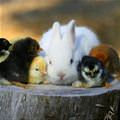 Hangin Out With Some Chicks