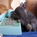 Hello This Is Bunny