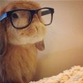 Hipster Bunny