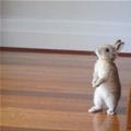 Hop Hop Bunny