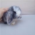 I Am A Little Bunny