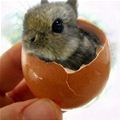 I Am A Small