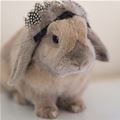 I Has A Cute Day