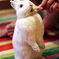 I Loves Chips