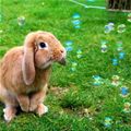 Im A Cute Bunny