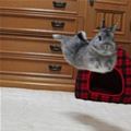 Jumping Bunny