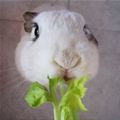 Let Me Nom That Please