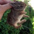 Littel Hare