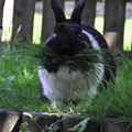 Lots Of Grass