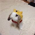 My Bunny Hat