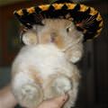 My Cute Hat