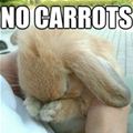 No Carrots Makes Bunny Sad