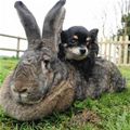On My Bunny