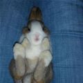 Relaxed Bunny