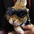 Rock Star Bunny