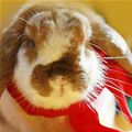 Santa Bunny