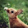 Sniff Sniff