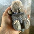 So Cute And Furry