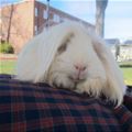 That Is A Fuzzy Bunny