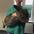 That Is A Giant Bunny