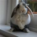 The Sad Bunny Face