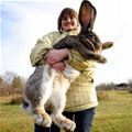 The Super Giant Bunny