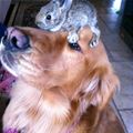 There Is A Bunny On My Face