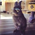 This Bunny Is Cool