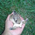 Tiny Cute Bunny