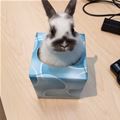 Tissue Bunny