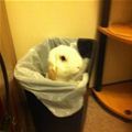 Trash Can Bunny