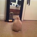 Who Is That Handsome Bunny